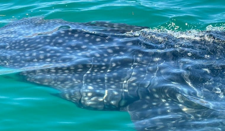 Rare 16-Foot Whale Shark Spotted Off Malibu Amid Super El Niño Surge