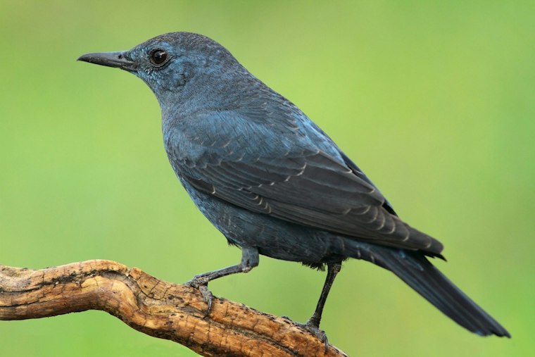 Rare Asian Songbird Stuns Birders Along Portland's Columbia River Shore