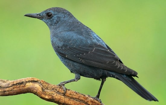 Rare Asian Songbird Stuns Birders Along Portland's Columbia River Shore