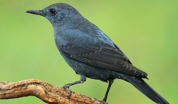 Rare Asian Songbird Stuns Birders Along Portland's Columbia River Shore