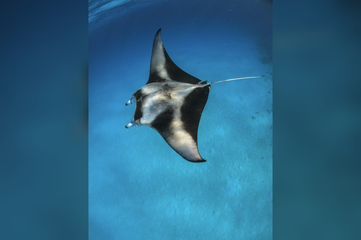 Rare Critically Endangered Devil Rays Show Up Off San Diego's 9-Mile Bank