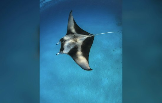 Rare Critically Endangered Devil Rays Show Up Off San Diego's 9-Mile Bank