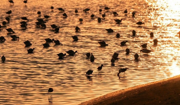 Rare Wood Stork Turns Up At Phoenix's Tres Rios Wetlands, Stunning Birders
