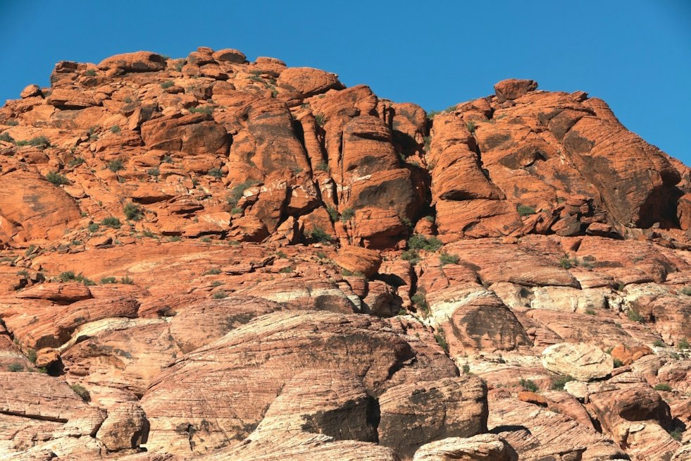 Red Rock Canyon Lost Its Wild Mustangs More Than 30 Years Ago — They Never Came Back