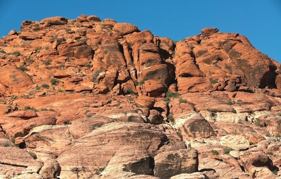 Red Rock Canyon Lost Its Wild Mustangs More Than 30 Years Ago — They Never Came Back