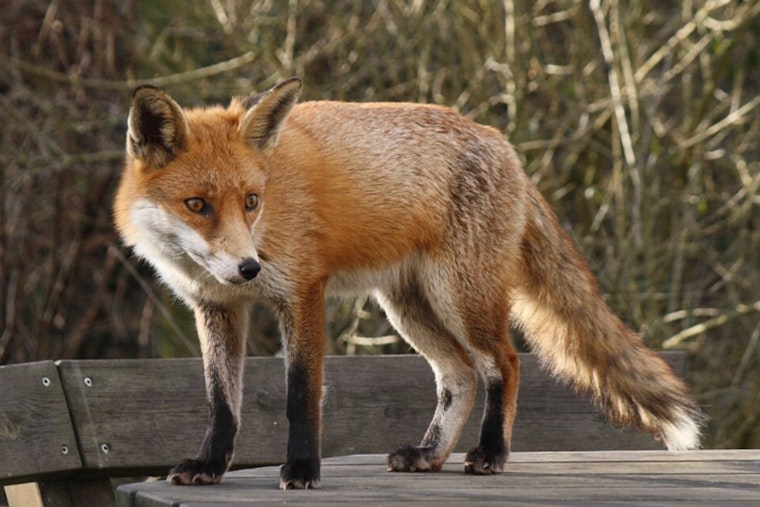 Retired Atlantic City Cop Nets Foaming Fox in Egg Harbor Township; Separate Fox Bites Woman in Egg Harbor City