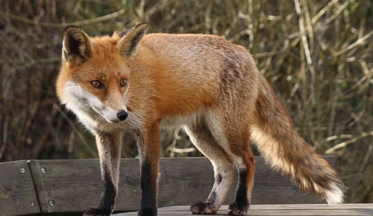 Retired Atlantic City Cop Nets Foaming Fox in Egg Harbor Township; Separate Fox Bites Woman in Egg Harbor City