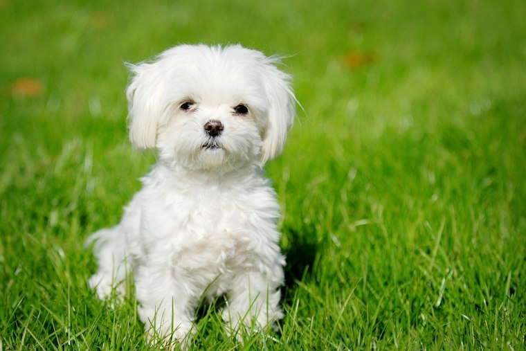Riverview Couple Loses Deposit After Maltese Puppy Scam Turns Sadly Familiar
