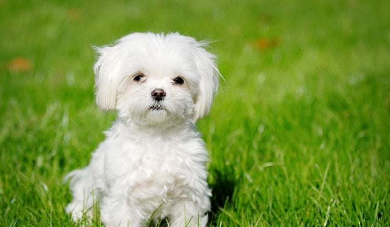 Riverview Couple Loses Deposit After Maltese Puppy Scam Turns Sadly Familiar