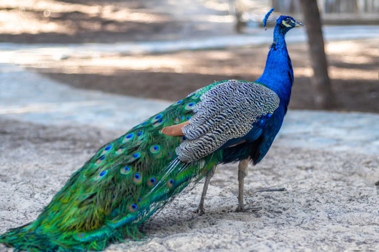 Rockridge Rallies to Protect Kevin the Peacock After Dog Attacks Leave Him Bleeding
