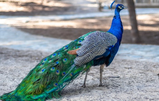 Rockridge Rallies to Protect Kevin the Peacock After Dog Attacks Leave Him Bleeding