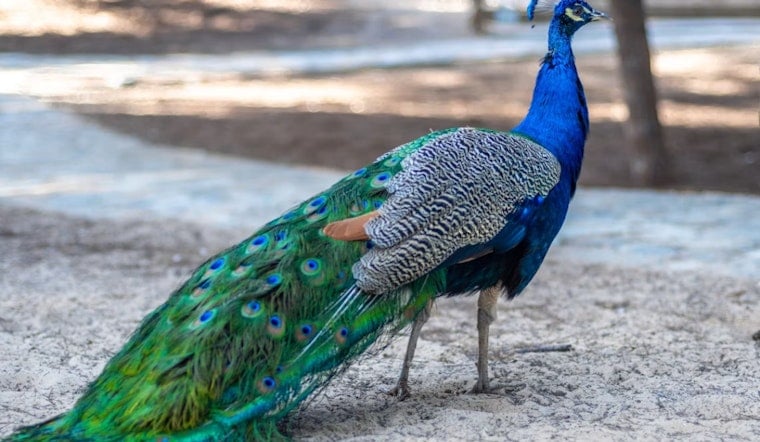 Rockridge Rallies to Protect Kevin the Peacock After Dog Attacks Leave Him Bleeding