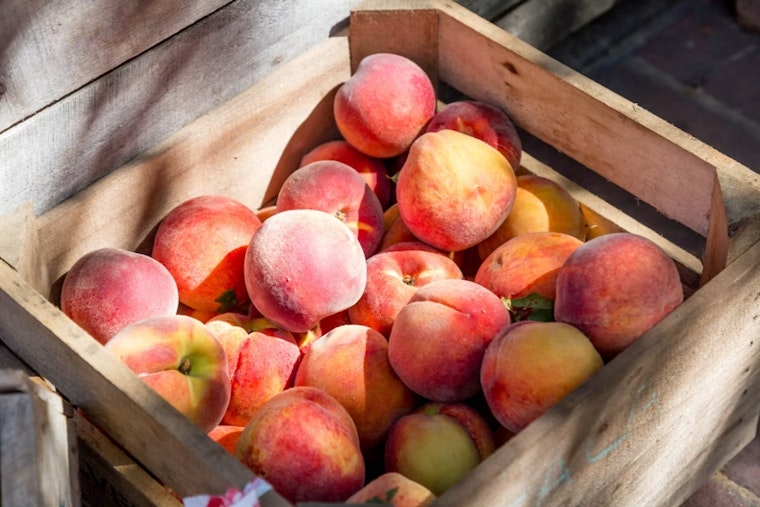 Romeo Peach Festival Marks 95th Year With Parades, Carnival Rides Through Labor Day