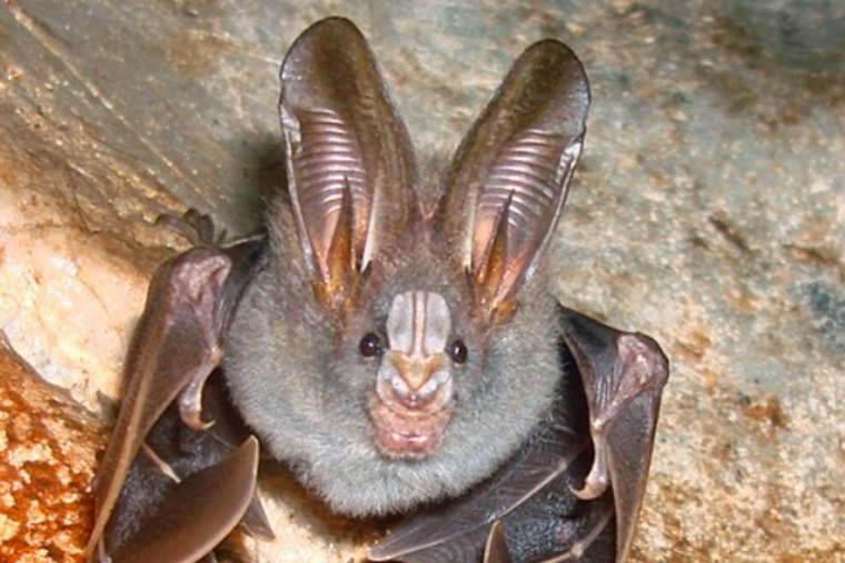 Safari Park's Rabid Bat Case Adds to County's 2026 Count