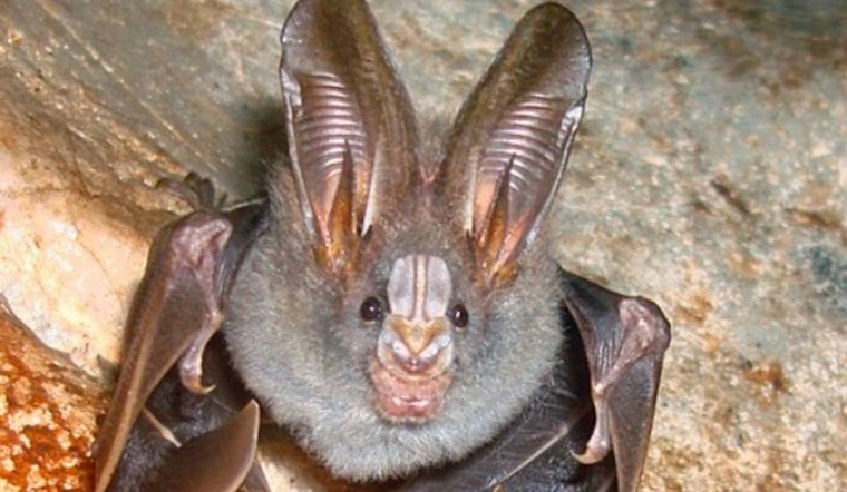Safari Park's Rabid Bat Case Adds to County's 2026 Count
