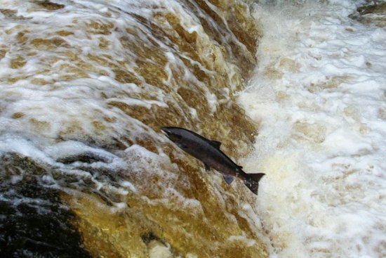 Salmon Return to Redmond Streams, Offering Public a Front-Row View of Migration