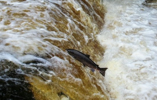 Salmon Return to Redmond Streams, Offering Public a Front-Row View of Migration