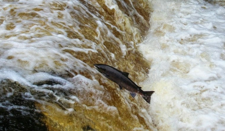 Salmon Return to Redmond Streams, Offering Public a Front-Row View of Migration