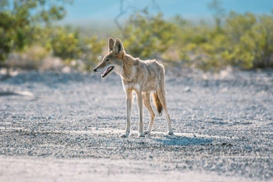 Seattle Has Nine Times the Coyote Density of Washington's Wild Areas, Study Finds