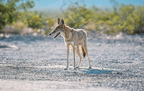 Seattle Has Nine Times the Coyote Density of Washington's Wild Areas, Study Finds