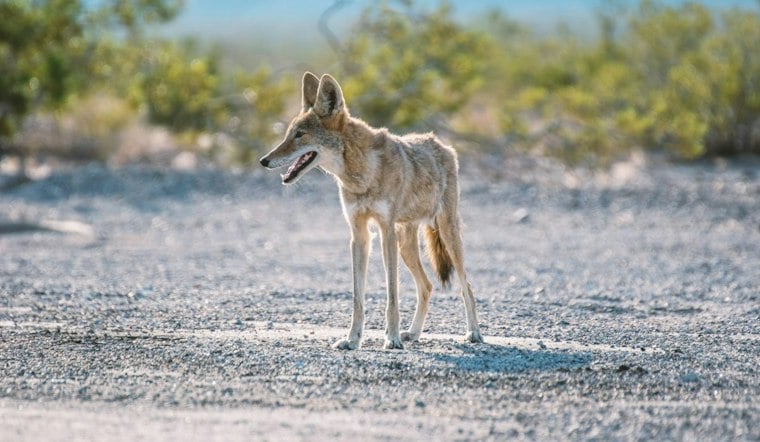 Seattle Has Nine Times the Coyote Density of Washington's Wild Areas, Study Finds