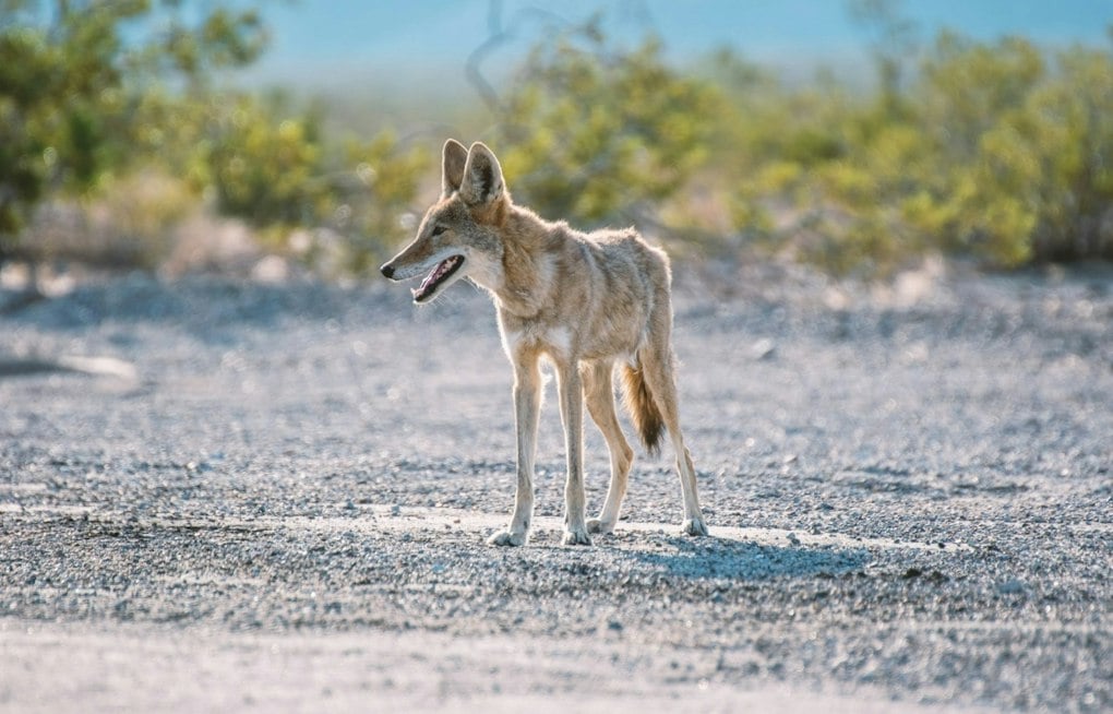 Seattle Has Nine Times the Coyote Density of Washington's Wild Areas, Study Finds