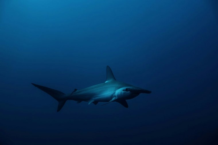 Seven Hammerhead Pups Dumped Near Hawaii Kai Bridge, DLNR Investigates