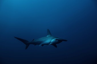 Seven Hammerhead Pups Dumped Near Hawaii Kai Bridge, DLNR Investigates