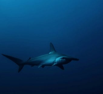 Seven Hammerhead Pups Dumped Near Hawaii Kai Bridge, DLNR Investigates