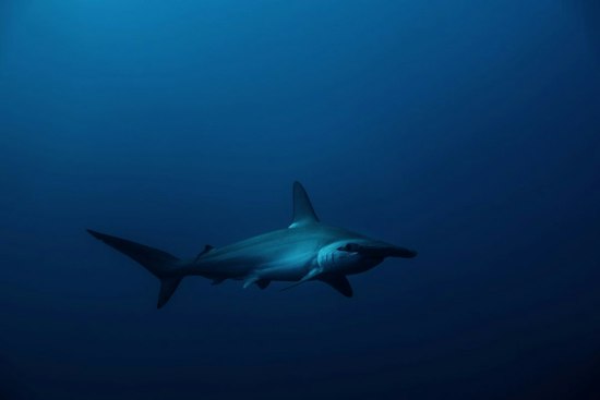 Seven Hammerhead Pups Dumped Near Hawaii Kai Bridge, DLNR Investigates