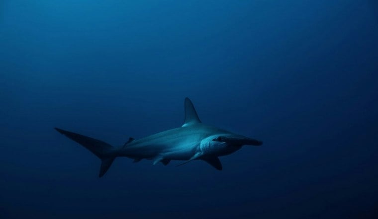 Seven Hammerhead Pups Dumped Near Hawaii Kai Bridge, DLNR Investigates