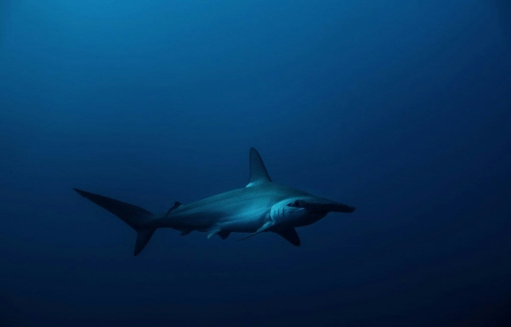 Seven Hammerhead Pups Dumped Near Hawaii Kai Bridge, DLNR Investigates