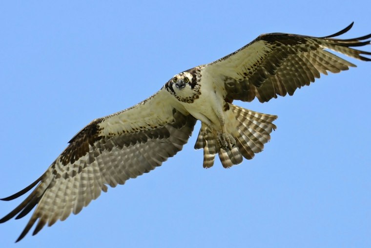 Severn River Ospreys Nearly Stop Breeding as Menhaden Decline in Parts of the Bay