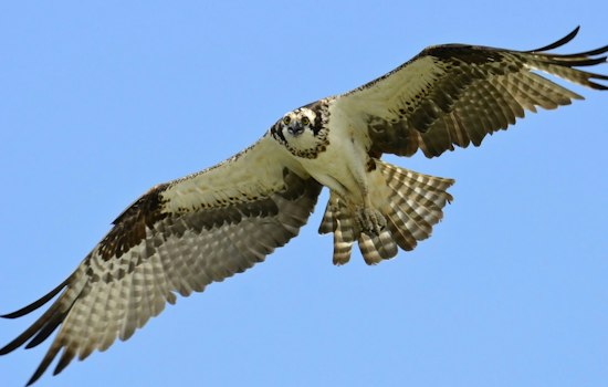 Severn River Ospreys Nearly Stop Breeding as Menhaden Decline in Parts of the Bay