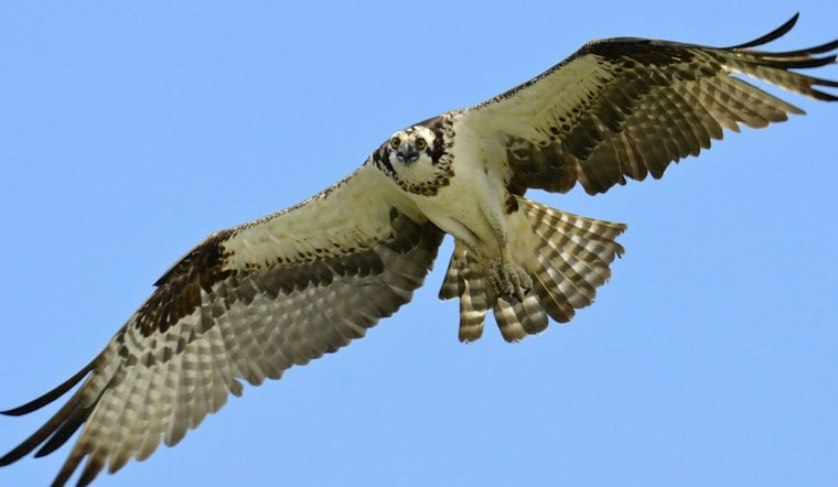 Severn River Ospreys Nearly Stop Breeding as Menhaden Decline in Parts of the Bay