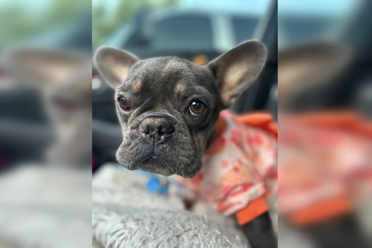 Shot Twice and Dumped From a Car, OKC Frenchie Mango Fights to Survive