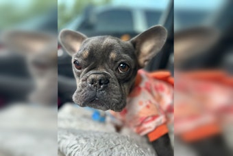 Shot Twice and Dumped From a Car, OKC Frenchie Mango Fights to Survive