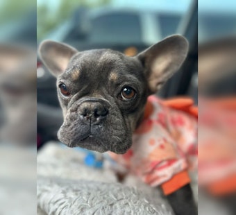 Shot Twice and Dumped From a Car, OKC Frenchie Mango Fights to Survive