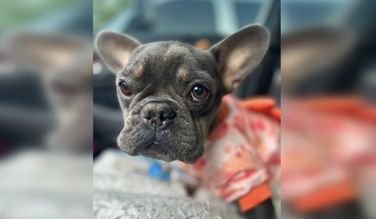 Shot Twice and Dumped From a Car, OKC Frenchie Mango Fights to Survive