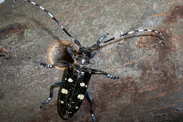 Shrewsbury Beats Back Tree-Killing Beetle, Second Worcester County Town Cleared