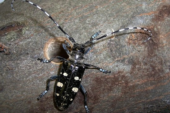 Shrewsbury Beats Back Tree-Killing Beetle, Second Worcester County Town Cleared