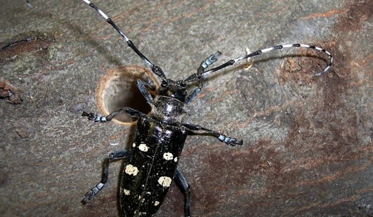 Shrewsbury Beats Back Tree-Killing Beetle, Second Worcester County Town Cleared