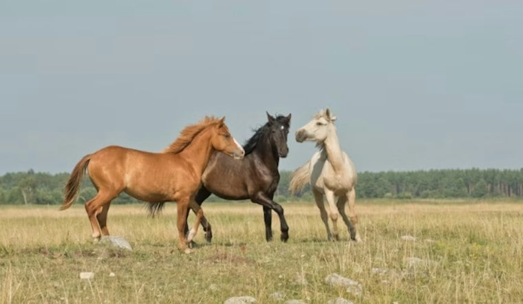Sicklerville Ranch Pulls Horses From Slaughter Trucks, Gives Them a New Herd