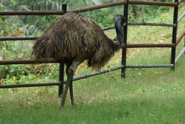 Soaked Emu Pulled From Gilbert Canal, Now Recovering at Rescue