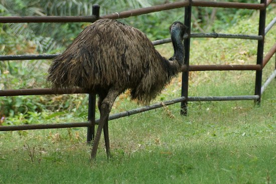 Soaked Emu Pulled From Gilbert Canal, Now Recovering at Rescue