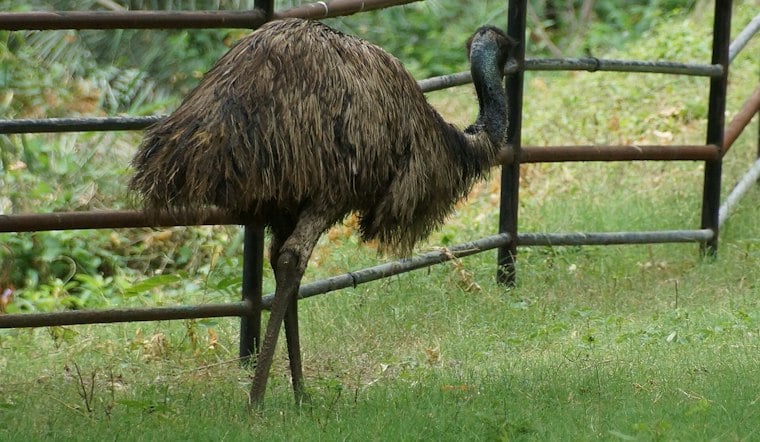 Soaked Emu Pulled From Gilbert Canal, Now Recovering at Rescue