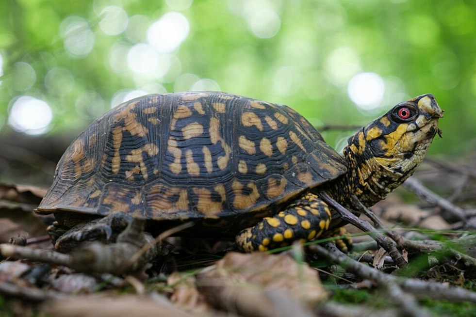 South Carolina reptile rules add a legal consideration to Repticon’s Greenville stop