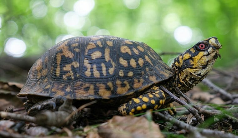 South Carolina reptile rules add a legal consideration to Repticon’s Greenville stop