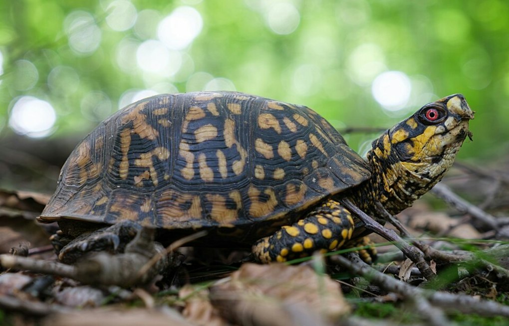 South Carolina reptile rules add a legal consideration to Repticon’s Greenville stop