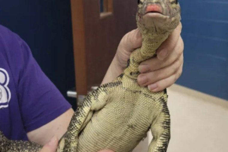 South County Storm Drain Yields Giant Lizard Named Gojira